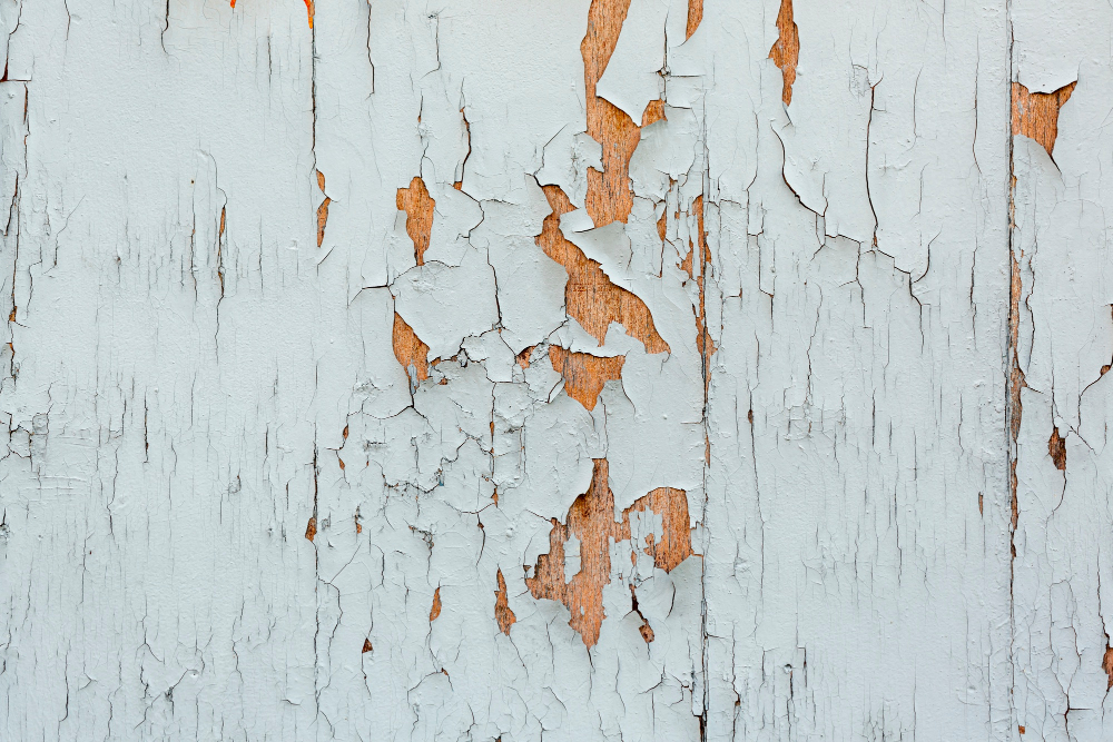 Rotting Wood